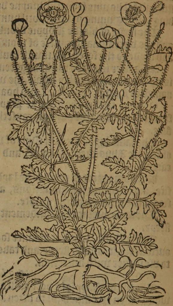 An illustration from A nievve herball, or Historie of plantes : wherein is contayned the whole discourse and perfect description of all sortes of herbes and plantes : their divers & sundry kindes ... and that not onely of those whiche are here growyng in this our countrie of Englande, but of all others also of forrayne realmes commonly used in physicke ; first set foorth in the Doutche or Almaigne tongue, 1578, leaf 461