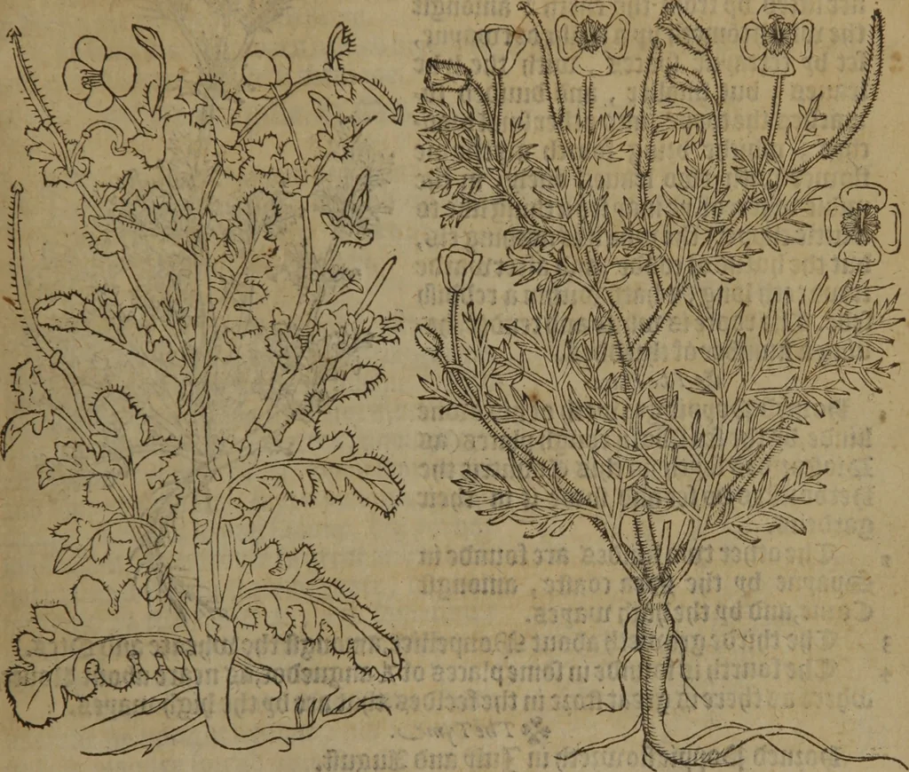 An illustration from A nievve herball, or Historie of plantes : wherein is contayned the whole discourse and perfect description of all sortes of herbes and plantes : their divers & sundry kindes ... and that not onely of those whiche are here growyng in this our countrie of Englande, but of all others also of forrayne realmes commonly used in physicke ; first set foorth in the Doutche or Almaigne tongue, 1578, leaf 462