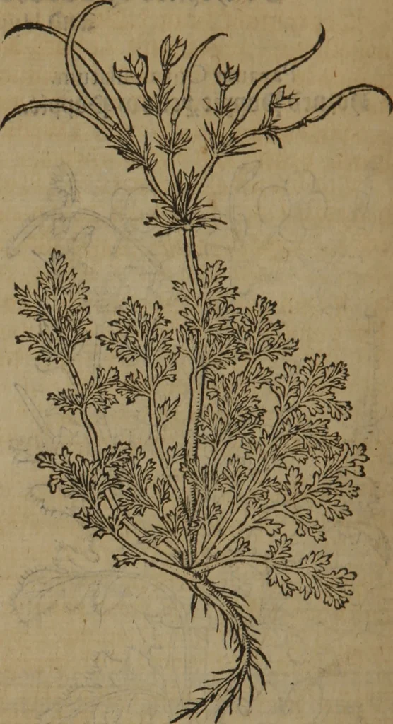An illustration from A nievve herball, or Historie of plantes : wherein is contayned the whole discourse and perfect description of all sortes of herbes and plantes : their divers & sundry kindes ... and that not onely of those whiche are here growyng in this our countrie of Englande, but of all others also of forrayne realmes commonly used in physicke ; first set foorth in the Doutche or Almaigne tongue, 1578, leaf 463