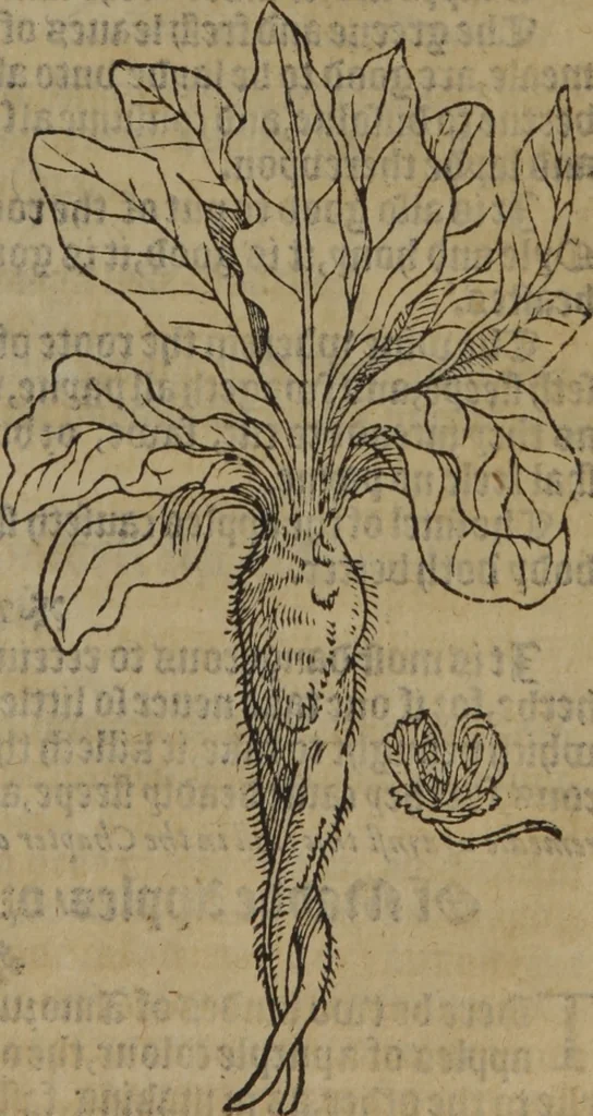An illustration from A nievve herball, or Historie of plantes : wherein is contayned the whole discourse and perfect description of all sortes of herbes and plantes : their divers & sundry kindes ... and that not onely of those whiche are here growyng in this our countrie of Englande, but of all others also of forrayne realmes commonly used in physicke ; first set foorth in the Doutche or Almaigne tongue, 1578, leaf 464