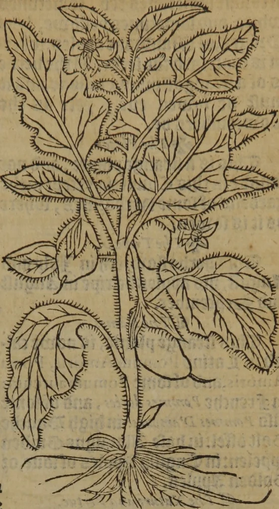 An illustration from A nievve herball, or Historie of plantes : wherein is contayned the whole discourse and perfect description of all sortes of herbes and plantes : their divers & sundry kindes ... and that not onely of those whiche are here growyng in this our countrie of Englande, but of all others also of forrayne realmes commonly used in physicke ; first set foorth in the Doutche or Almaigne tongue, 1578, leaf 466