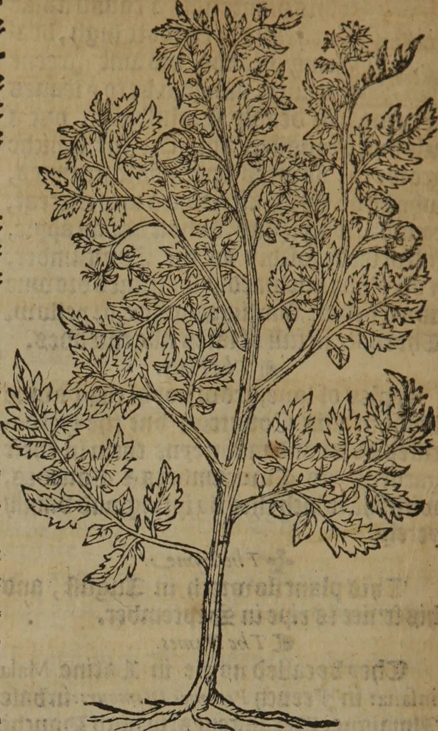 An illustration from A nievve herball, or Historie of plantes : wherein is contayned the whole discourse and perfect description of all sortes of herbes and plantes : their divers & sundry kindes ... and that not onely of those whiche are here growyng in this our countrie of Englande, but of all others also of forrayne realmes commonly used in physicke ; first set foorth in the Doutche or Almaigne tongue, 1578, leaf 467