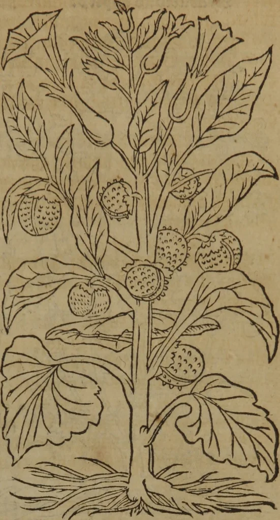 An illustration from A nievve herball, or Historie of plantes : wherein is contayned the whole discourse and perfect description of all sortes of herbes and plantes : their divers & sundry kindes ... and that not onely of those whiche are here growyng in this our countrie of Englande, but of all others also of forrayne realmes commonly used in physicke ; first set foorth in the Doutche or Almaigne tongue, 1578, leaf 468