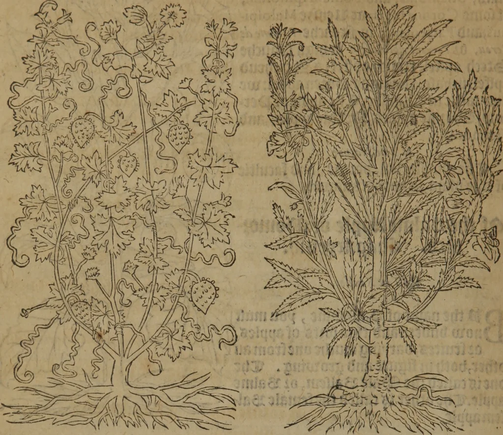 An illustration from A nievve herball, or Historie of plantes : wherein is contayned the whole discourse and perfect description of all sortes of herbes and plantes : their divers & sundry kindes ... and that not onely of those whiche are here growyng in this our countrie of Englande, but of all others also of forrayne realmes commonly used in physicke ; first set foorth in the Doutche or Almaigne tongue, 1578, leaf 469
