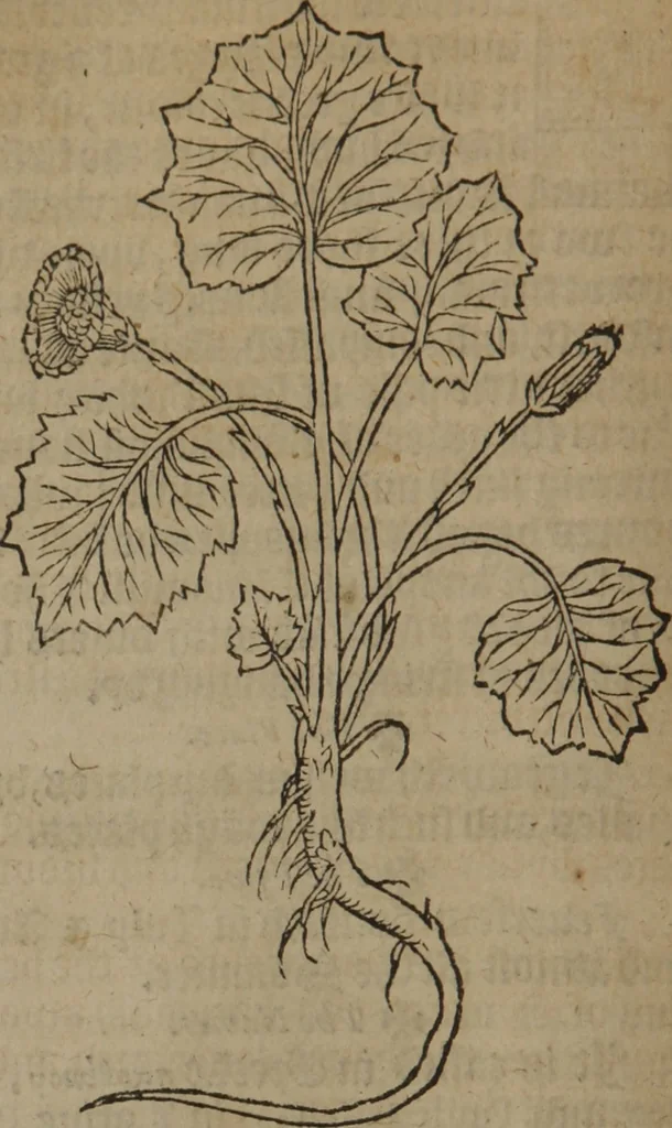 An illustration from A nievve herball, or Historie of plantes : wherein is contayned the whole discourse and perfect description of all sortes of herbes and plantes : their divers & sundry kindes ... and that not onely of those whiche are here growyng in this our countrie of Englande, but of all others also of forrayne realmes commonly used in physicke ; first set foorth in the Doutche or Almaigne tongue, 1578, leaf 47