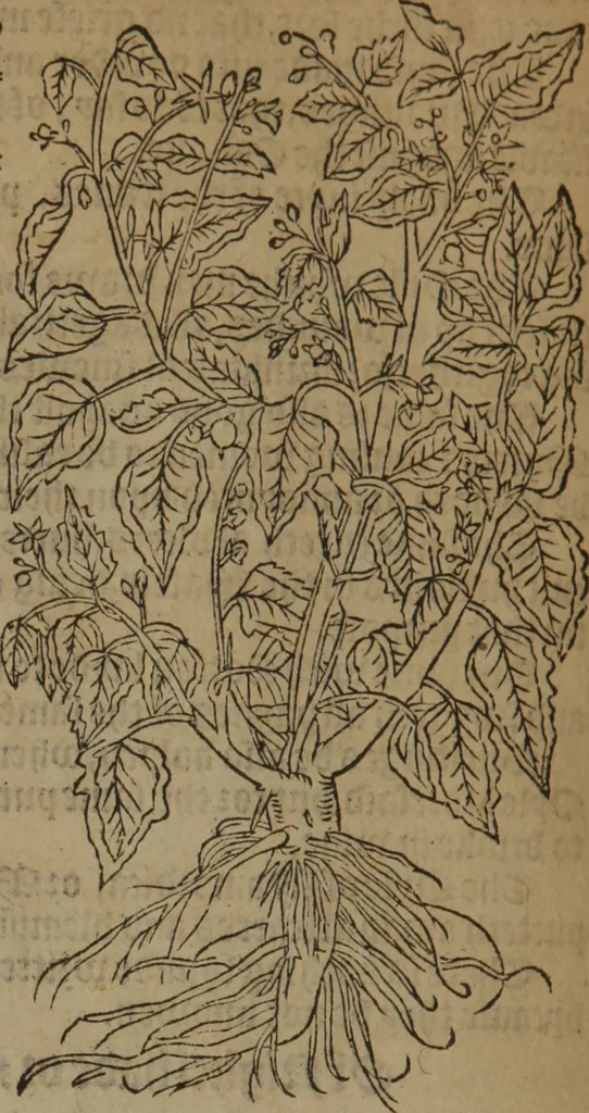 An illustration from A nievve herball, or Historie of plantes : wherein is contayned the whole discourse and perfect description of all sortes of herbes and plantes : their divers & sundry kindes ... and that not onely of those whiche are here growyng in this our countrie of Englande, but of all others also of forrayne realmes commonly used in physicke ; first set foorth in the Doutche or Almaigne tongue, 1578, leaf 471