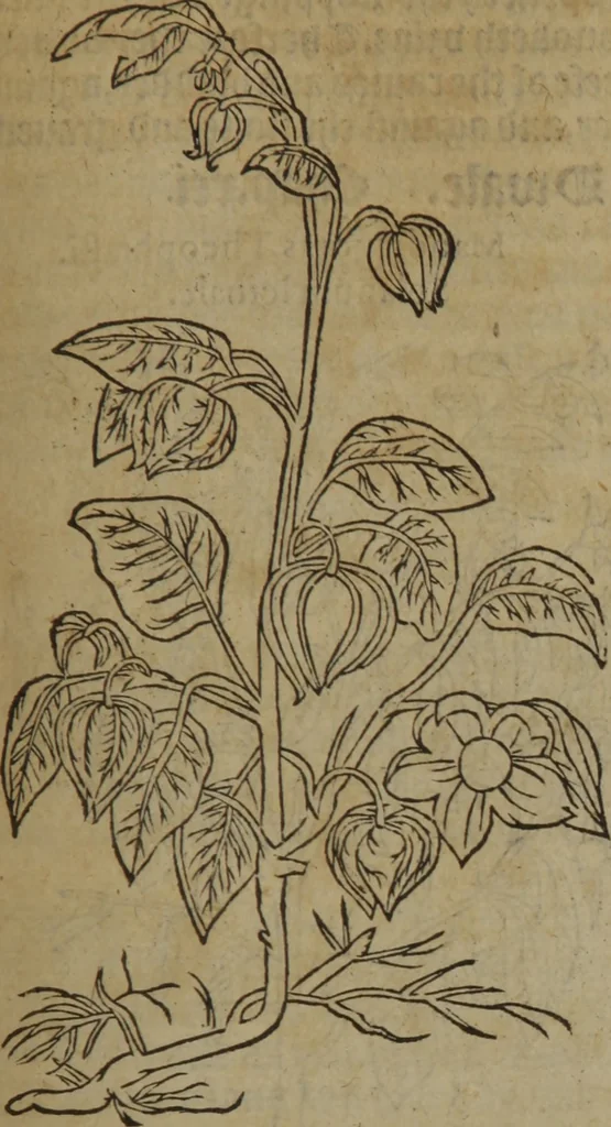 An illustration from A nievve herball, or Historie of plantes : wherein is contayned the whole discourse and perfect description of all sortes of herbes and plantes : their divers & sundry kindes ... and that not onely of those whiche are here growyng in this our countrie of Englande, but of all others also of forrayne realmes commonly used in physicke ; first set foorth in the Doutche or Almaigne tongue, 1578, leaf 472