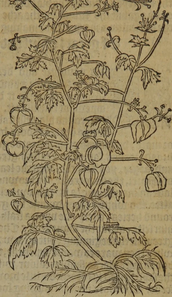 An illustration from A nievve herball, or Historie of plantes : wherein is contayned the whole discourse and perfect description of all sortes of herbes and plantes : their divers & sundry kindes ... and that not onely of those whiche are here growyng in this our countrie of Englande, but of all others also of forrayne realmes commonly used in physicke ; first set foorth in the Doutche or Almaigne tongue, 1578, leaf 472