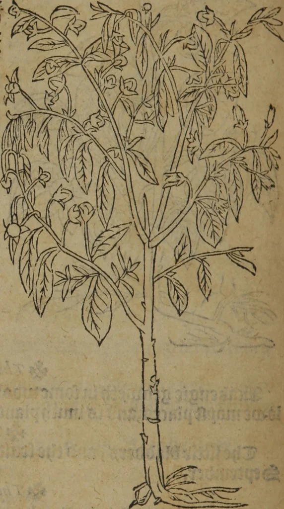 An illustration from A nievve herball, or Historie of plantes : wherein is contayned the whole discourse and perfect description of all sortes of herbes and plantes : their divers & sundry kindes ... and that not onely of those whiche are here growyng in this our countrie of Englande, but of all others also of forrayne realmes commonly used in physicke ; first set foorth in the Doutche or Almaigne tongue, 1578, leaf 473