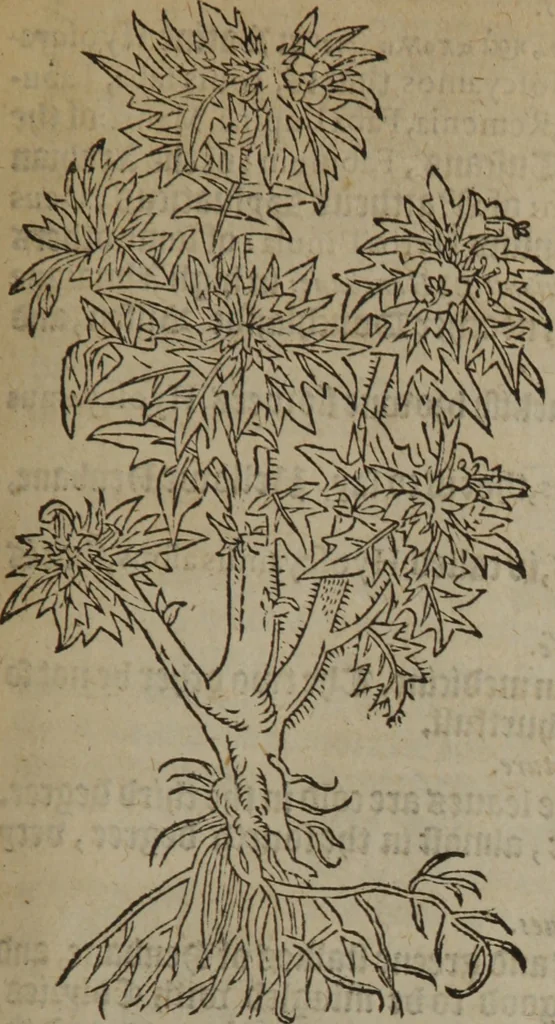 An illustration from A nievve herball, or Historie of plantes : wherein is contayned the whole discourse and perfect description of all sortes of herbes and plantes : their divers & sundry kindes ... and that not onely of those whiche are here growyng in this our countrie of Englande, but of all others also of forrayne realmes commonly used in physicke ; first set foorth in the Doutche or Almaigne tongue, 1578, leaf 476