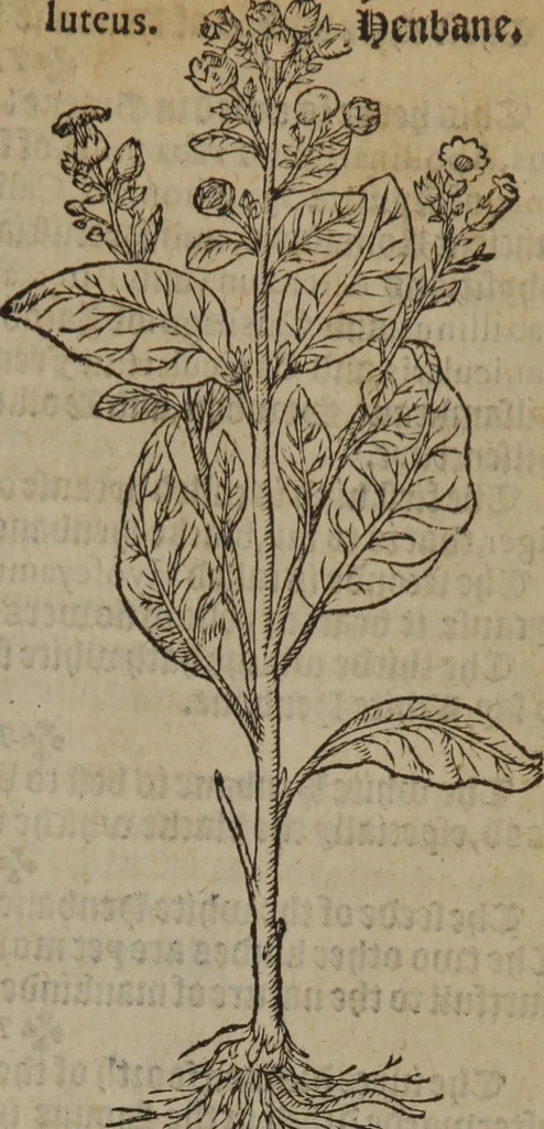 An illustration from A nievve herball, or Historie of plantes : wherein is contayned the whole discourse and perfect description of all sortes of herbes and plantes : their divers & sundry kindes ... and that not onely of those whiche are here growyng in this our countrie of Englande, but of all others also of forrayne realmes commonly used in physicke ; first set foorth in the Doutche or Almaigne tongue, 1578, leaf 476