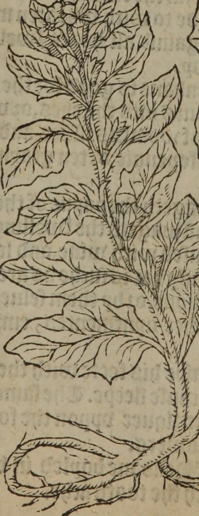 An illustration from A nievve herball, or Historie of plantes : wherein is contayned the whole discourse and perfect description of all sortes of herbes and plantes : their divers & sundry kindes ... and that not onely of those whiche are here growyng in this our countrie of Englande, but of all others also of forrayne realmes commonly used in physicke ; first set foorth in the Doutche or Almaigne tongue, 1578, leaf 476
