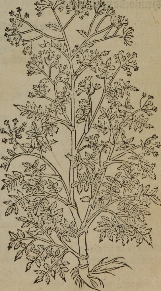An illustration from A nievve herball, or Historie of plantes : wherein is contayned the whole discourse and perfect description of all sortes of herbes and plantes : their divers & sundry kindes ... and that not onely of those whiche are here growyng in this our countrie of Englande, but of all others also of forrayne realmes commonly used in physicke ; first set foorth in the Doutche or Almaigne tongue, 1578, leaf 478