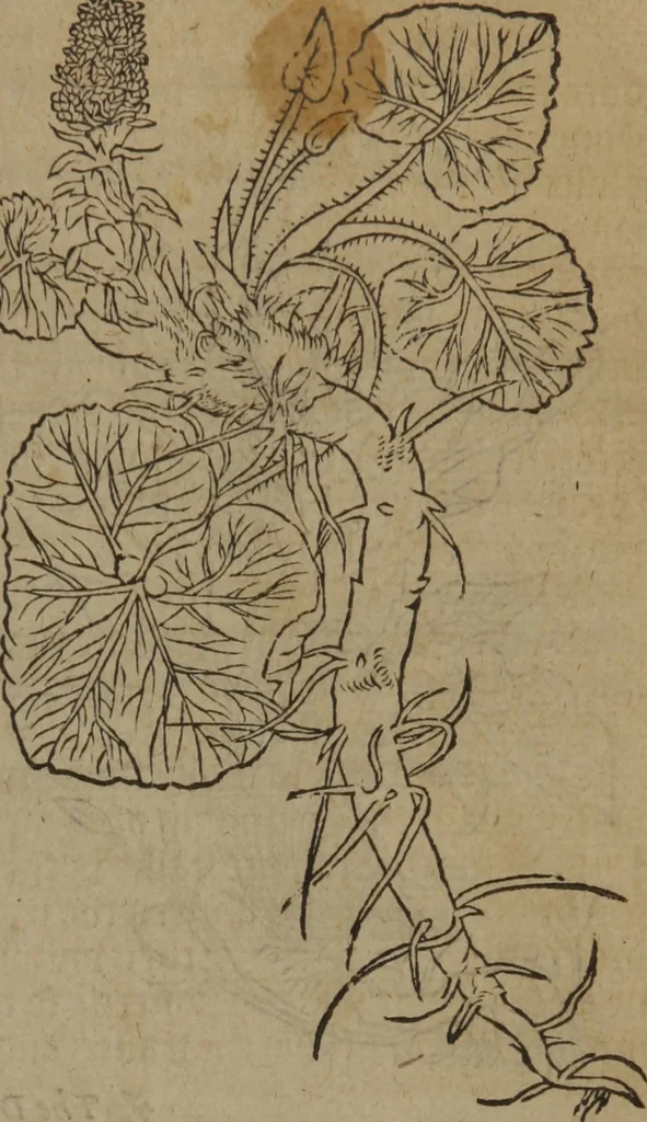 An illustration from A nievve herball, or Historie of plantes : wherein is contayned the whole discourse and perfect description of all sortes of herbes and plantes : their divers & sundry kindes ... and that not onely of those whiche are here growyng in this our countrie of Englande, but of all others also of forrayne realmes commonly used in physicke ; first set foorth in the Doutche or Almaigne tongue, 1578, leaf 48