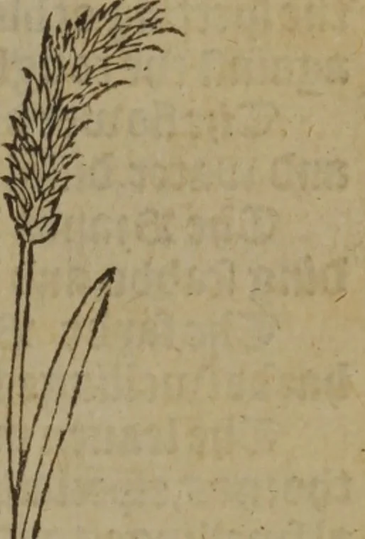 An illustration from A nievve herball, or Historie of plantes : wherein is contayned the whole discourse and perfect description of all sortes of herbes and plantes : their divers & sundry kindes ... and that not onely of those whiche are here growyng in this our countrie of Englande, but of all others also of forrayne realmes commonly used in physicke ; first set foorth in the Doutche or Almaigne tongue, 1578, leaf 480