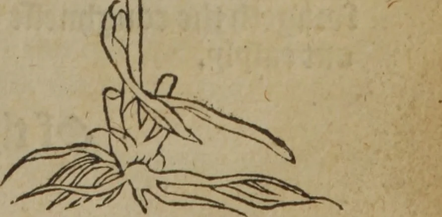 An illustration from A nievve herball, or Historie of plantes : wherein is contayned the whole discourse and perfect description of all sortes of herbes and plantes : their divers & sundry kindes ... and that not onely of those whiche are here growyng in this our countrie of Englande, but of all others also of forrayne realmes commonly used in physicke ; first set foorth in the Doutche or Almaigne tongue, 1578, leaf 480