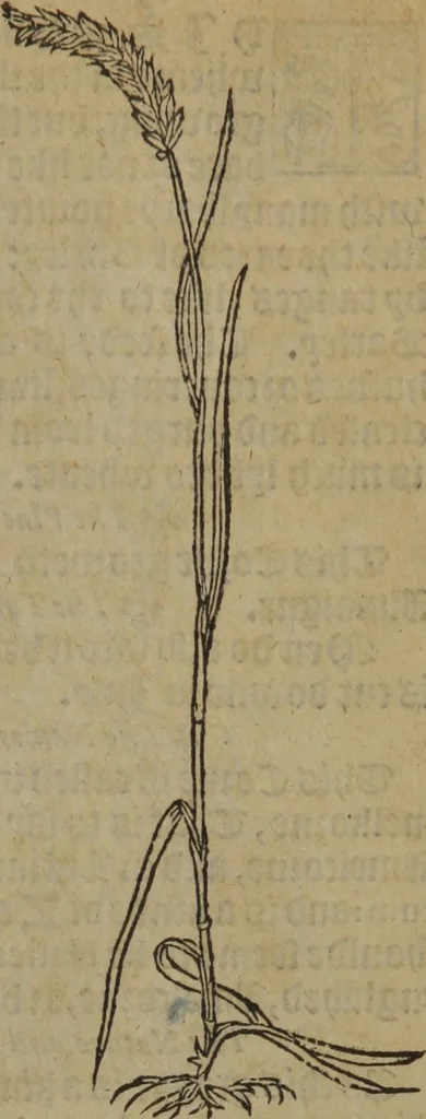 An illustration from A nievve herball, or Historie of plantes : wherein is contayned the whole discourse and perfect description of all sortes of herbes and plantes : their divers & sundry kindes ... and that not onely of those whiche are here growyng in this our countrie of Englande, but of all others also of forrayne realmes commonly used in physicke ; first set foorth in the Doutche or Almaigne tongue, 1578, leaf 482