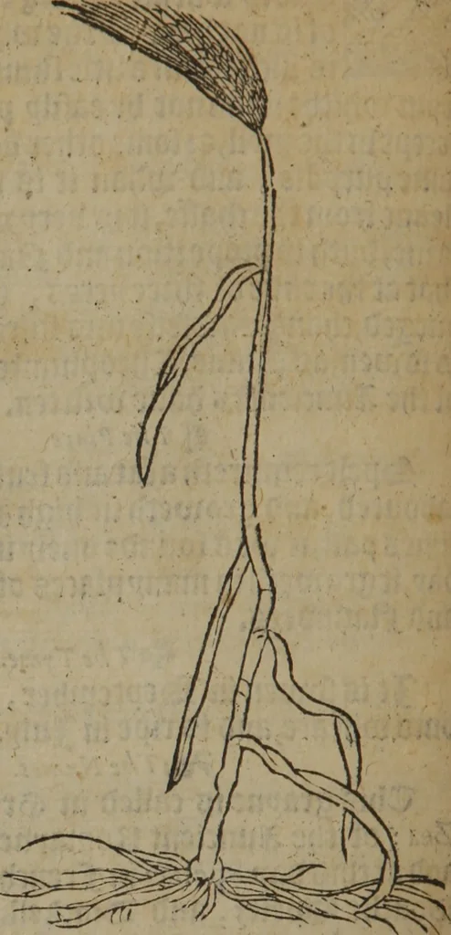 An illustration from A nievve herball, or Historie of plantes : wherein is contayned the whole discourse and perfect description of all sortes of herbes and plantes : their divers & sundry kindes ... and that not onely of those whiche are here growyng in this our countrie of Englande, but of all others also of forrayne realmes commonly used in physicke ; first set foorth in the Doutche or Almaigne tongue, 1578, leaf 483