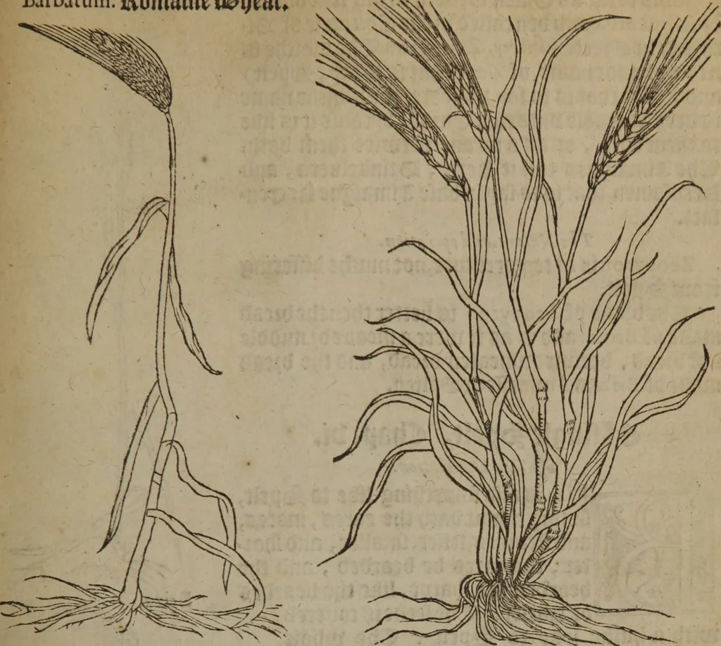 An illustration from A nievve herball, or Historie of plantes : wherein is contayned the whole discourse and perfect description of all sortes of herbes and plantes : their divers & sundry kindes ... and that not onely of those whiche are here growyng in this our countrie of Englande, but of all others also of forrayne realmes commonly used in physicke ; first set foorth in the Doutche or Almaigne tongue, 1578, leaf 484