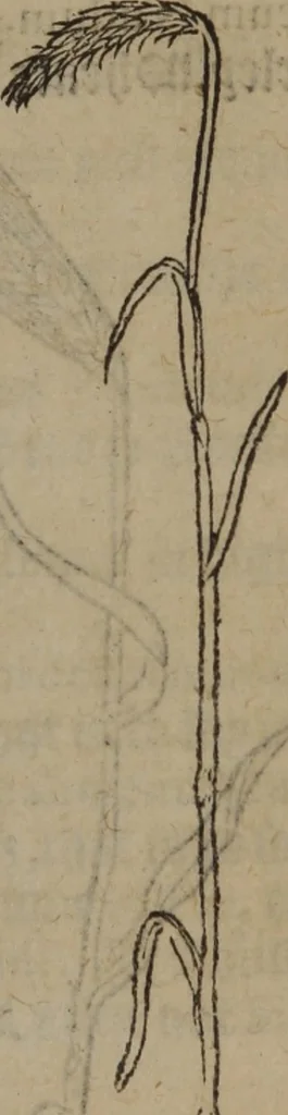 An illustration from A nievve herball, or Historie of plantes : wherein is contayned the whole discourse and perfect description of all sortes of herbes and plantes : their divers & sundry kindes ... and that not onely of those whiche are here growyng in this our countrie of Englande, but of all others also of forrayne realmes commonly used in physicke ; first set foorth in the Doutche or Almaigne tongue, 1578, leaf 486