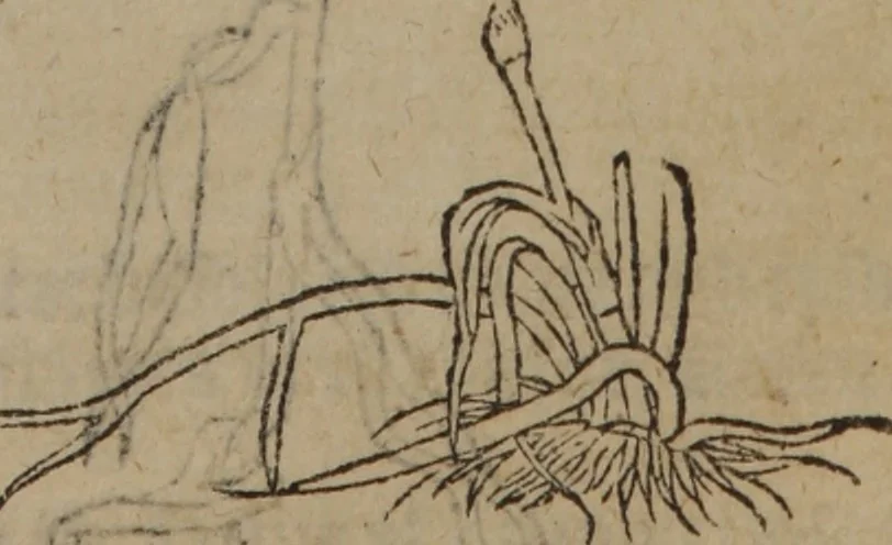 An illustration from A nievve herball, or Historie of plantes : wherein is contayned the whole discourse and perfect description of all sortes of herbes and plantes : their divers & sundry kindes ... and that not onely of those whiche are here growyng in this our countrie of Englande, but of all others also of forrayne realmes commonly used in physicke ; first set foorth in the Doutche or Almaigne tongue, 1578, leaf 486
