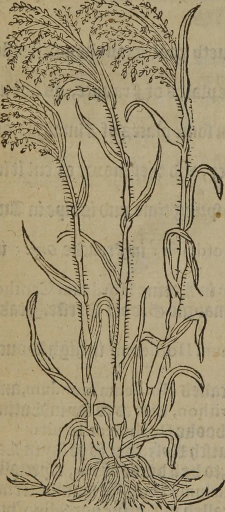 An illustration from A nievve herball, or Historie of plantes : wherein is contayned the whole discourse and perfect description of all sortes of herbes and plantes : their divers & sundry kindes ... and that not onely of those whiche are here growyng in this our countrie of Englande, but of all others also of forrayne realmes commonly used in physicke ; first set foorth in the Doutche or Almaigne tongue, 1578, leaf 489