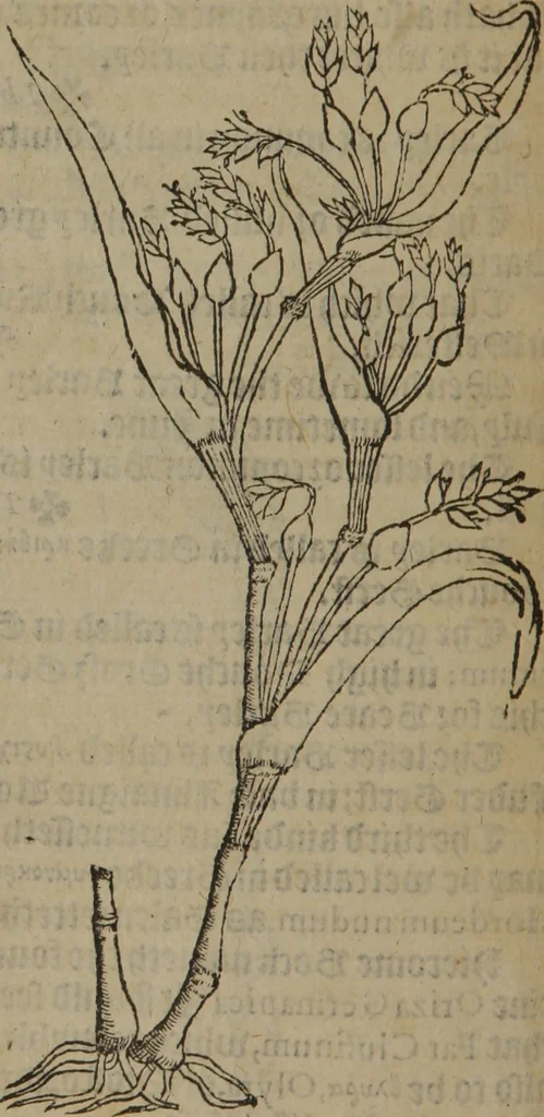 An illustration from A nievve herball, or Historie of plantes : wherein is contayned the whole discourse and perfect description of all sortes of herbes and plantes : their divers & sundry kindes ... and that not onely of those whiche are here growyng in this our countrie of Englande, but of all others also of forrayne realmes commonly used in physicke ; first set foorth in the Doutche or Almaigne tongue, 1578, leaf 489
