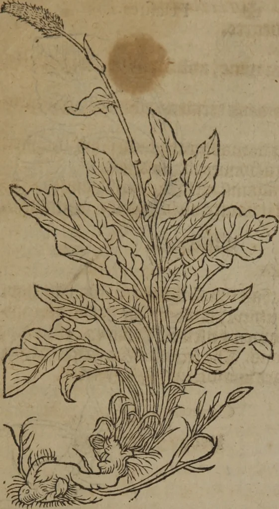 An illustration from A nievve herball, or Historie of plantes : wherein is contayned the whole discourse and perfect description of all sortes of herbes and plantes : their divers & sundry kindes ... and that not onely of those whiche are here growyng in this our countrie of Englande, but of all others also of forrayne realmes commonly used in physicke ; first set foorth in the Doutche or Almaigne tongue, 1578, leaf 49
