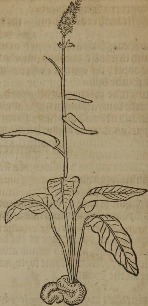An illustration from A nievve herball, or Historie of plantes : wherein is contayned the whole discourse and perfect description of all sortes of herbes and plantes : their divers & sundry kindes ... and that not onely of those whiche are here growyng in this our countrie of Englande, but of all others also of forrayne realmes commonly used in physicke ; first set foorth in the Doutche or Almaigne tongue, 1578, leaf 49