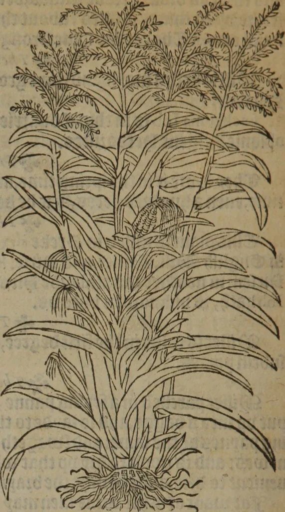 An illustration from A nievve herball, or Historie of plantes : wherein is contayned the whole discourse and perfect description of all sortes of herbes and plantes : their divers & sundry kindes ... and that not onely of those whiche are here growyng in this our countrie of Englande, but of all others also of forrayne realmes commonly used in physicke ; first set foorth in the Doutche or Almaigne tongue, 1578, leaf 491