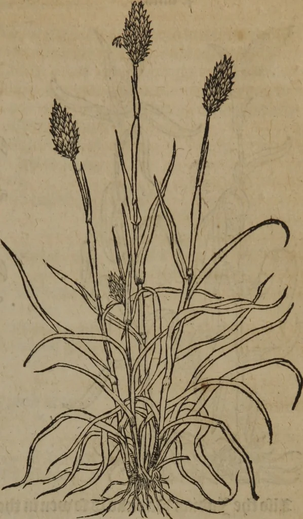 An illustration from A nievve herball, or Historie of plantes : wherein is contayned the whole discourse and perfect description of all sortes of herbes and plantes : their divers & sundry kindes ... and that not onely of those whiche are here growyng in this our countrie of Englande, but of all others also of forrayne realmes commonly used in physicke ; first set foorth in the Doutche or Almaigne tongue, 1578, leaf 492