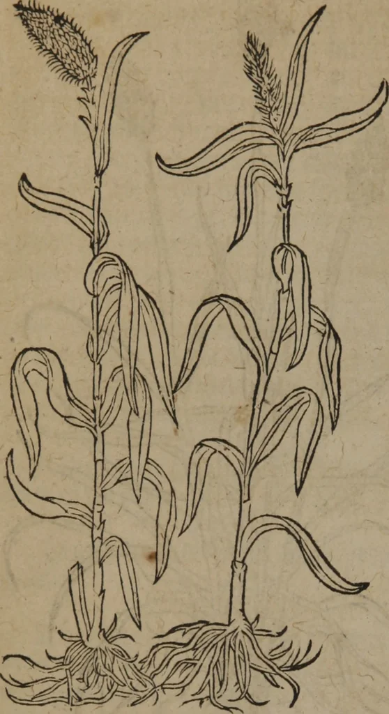 An illustration from A nievve herball, or Historie of plantes : wherein is contayned the whole discourse and perfect description of all sortes of herbes and plantes : their divers & sundry kindes ... and that not onely of those whiche are here growyng in this our countrie of Englande, but of all others also of forrayne realmes commonly used in physicke ; first set foorth in the Doutche or Almaigne tongue, 1578, leaf 493