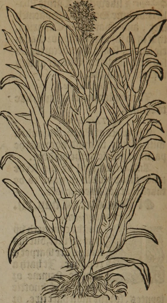 An illustration from A nievve herball, or Historie of plantes : wherein is contayned the whole discourse and perfect description of all sortes of herbes and plantes : their divers & sundry kindes ... and that not onely of those whiche are here growyng in this our countrie of Englande, but of all others also of forrayne realmes commonly used in physicke ; first set foorth in the Doutche or Almaigne tongue, 1578, leaf 493