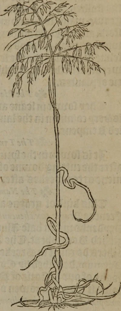 An illustration from A nievve herball, or Historie of plantes : wherein is contayned the whole discourse and perfect description of all sortes of herbes and plantes : their divers & sundry kindes ... and that not onely of those whiche are here growyng in this our countrie of Englande, but of all others also of forrayne realmes commonly used in physicke ; first set foorth in the Doutche or Almaigne tongue, 1578, leaf 494