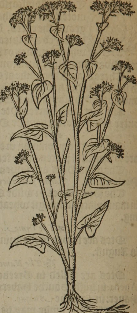 An illustration from A nievve herball, or Historie of plantes : wherein is contayned the whole discourse and perfect description of all sortes of herbes and plantes : their divers & sundry kindes ... and that not onely of those whiche are here growyng in this our countrie of Englande, but of all others also of forrayne realmes commonly used in physicke ; first set foorth in the Doutche or Almaigne tongue, 1578, leaf 495