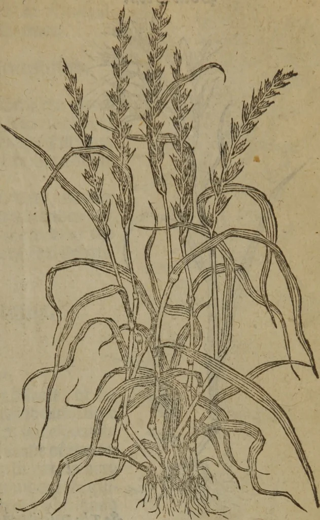 An illustration from A nievve herball, or Historie of plantes : wherein is contayned the whole discourse and perfect description of all sortes of herbes and plantes : their divers & sundry kindes ... and that not onely of those whiche are here growyng in this our countrie of Englande, but of all others also of forrayne realmes commonly used in physicke ; first set foorth in the Doutche or Almaigne tongue, 1578, leaf 496