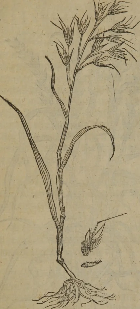 An illustration from A nievve herball, or Historie of plantes : wherein is contayned the whole discourse and perfect description of all sortes of herbes and plantes : their divers & sundry kindes ... and that not onely of those whiche are here growyng in this our countrie of Englande, but of all others also of forrayne realmes commonly used in physicke ; first set foorth in the Doutche or Almaigne tongue, 1578, leaf 497