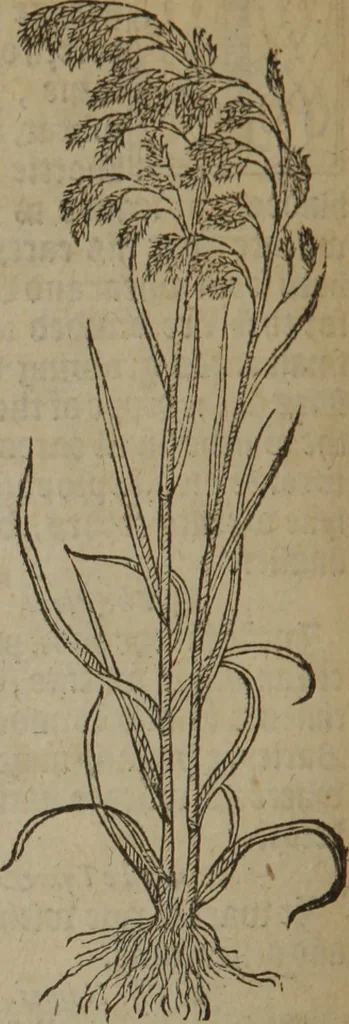 An illustration from A nievve herball, or Historie of plantes : wherein is contayned the whole discourse and perfect description of all sortes of herbes and plantes : their divers & sundry kindes ... and that not onely of those whiche are here growyng in this our countrie of Englande, but of all others also of forrayne realmes commonly used in physicke ; first set foorth in the Doutche or Almaigne tongue, 1578, leaf 497