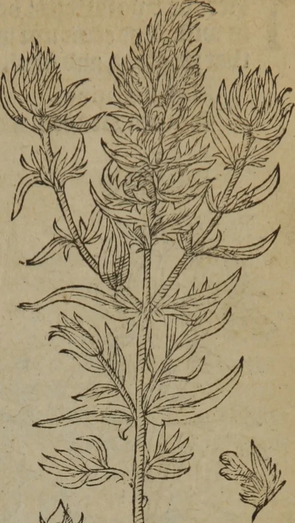 An illustration from A nievve herball, or Historie of plantes : wherein is contayned the whole discourse and perfect description of all sortes of herbes and plantes : their divers & sundry kindes ... and that not onely of those whiche are here growyng in this our countrie of Englande, but of all others also of forrayne realmes commonly used in physicke ; first set foorth in the Doutche or Almaigne tongue, 1578, leaf 498