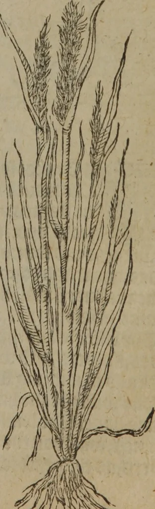 An illustration from A nievve herball, or Historie of plantes : wherein is contayned the whole discourse and perfect description of all sortes of herbes and plantes : their divers & sundry kindes ... and that not onely of those whiche are here growyng in this our countrie of Englande, but of all others also of forrayne realmes commonly used in physicke ; first set foorth in the Doutche or Almaigne tongue, 1578, leaf 498