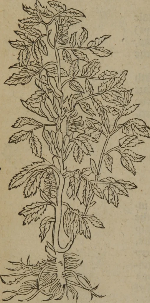 An illustration from A nievve herball, or Historie of plantes : wherein is contayned the whole discourse and perfect description of all sortes of herbes and plantes : their divers & sundry kindes ... and that not onely of those whiche are here growyng in this our countrie of Englande, but of all others also of forrayne realmes commonly used in physicke ; first set foorth in the Doutche or Almaigne tongue, 1578, leaf 499