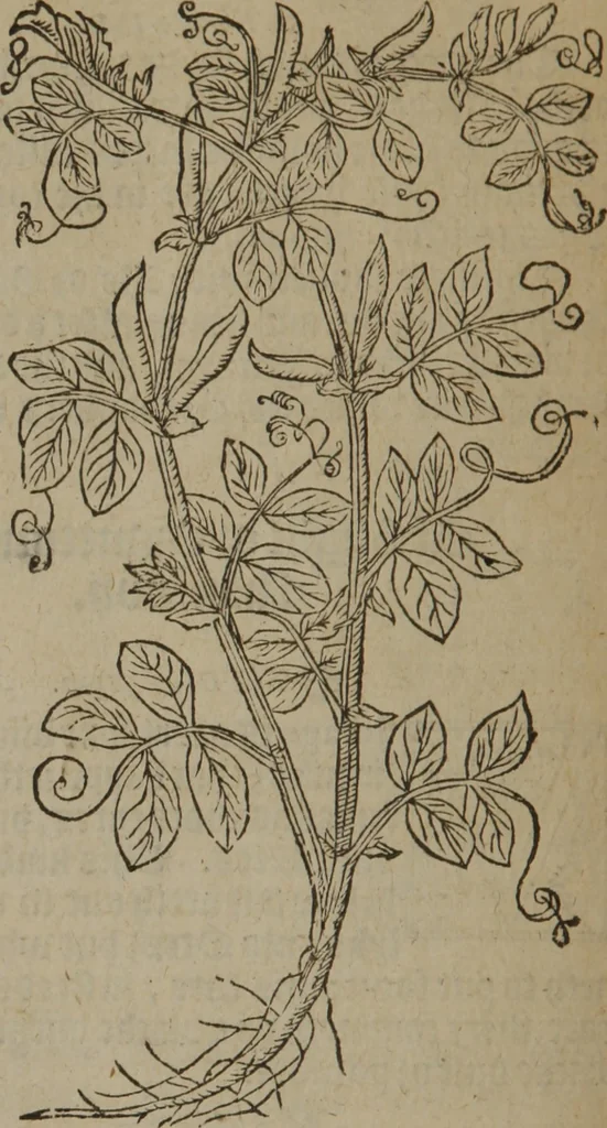An illustration from A nievve herball, or Historie of plantes : wherein is contayned the whole discourse and perfect description of all sortes of herbes and plantes : their divers & sundry kindes ... and that not onely of those whiche are here growyng in this our countrie of Englande, but of all others also of forrayne realmes commonly used in physicke ; first set foorth in the Doutche or Almaigne tongue, 1578, leaf 499