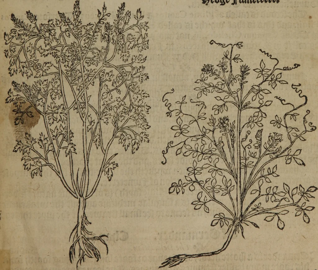 An illustration from A nievve herball, or Historie of plantes : wherein is contayned the whole discourse and perfect description of all sortes of herbes and plantes : their divers & sundry kindes ... and that not onely of those whiche are here growyng in this our countrie of Englande, but of all others also of forrayne realmes commonly used in physicke ; first set foorth in the Doutche or Almaigne tongue, 1578, leaf 50