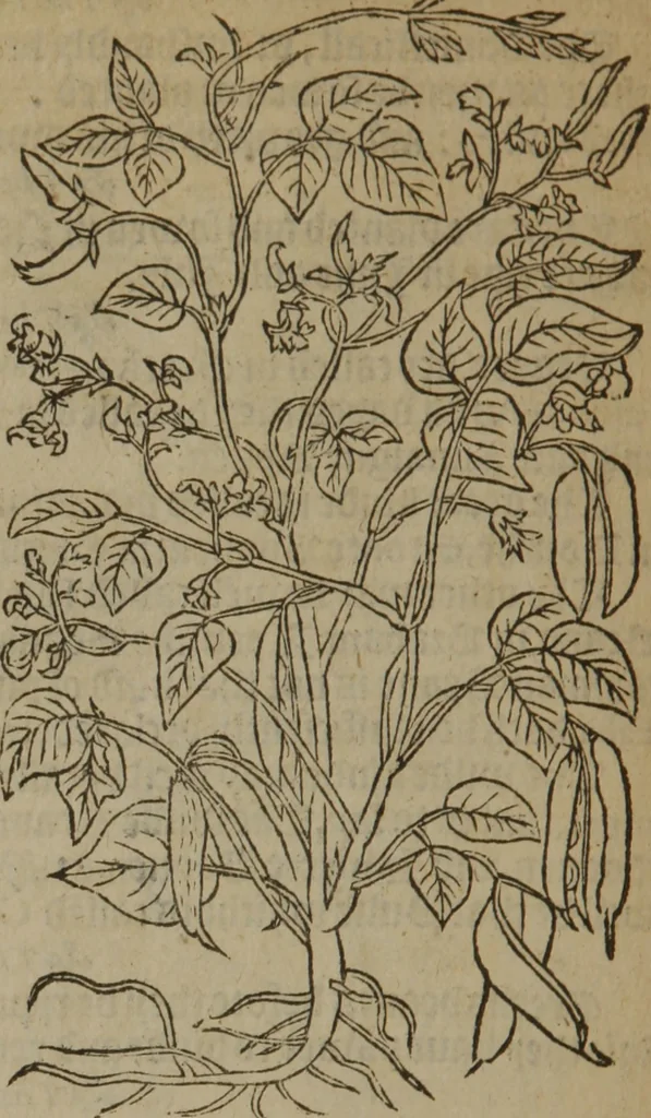 An illustration from A nievve herball, or Historie of plantes : wherein is contayned the whole discourse and perfect description of all sortes of herbes and plantes : their divers & sundry kindes ... and that not onely of those whiche are here growyng in this our countrie of Englande, but of all others also of forrayne realmes commonly used in physicke ; first set foorth in the Doutche or Almaigne tongue, 1578, leaf 501