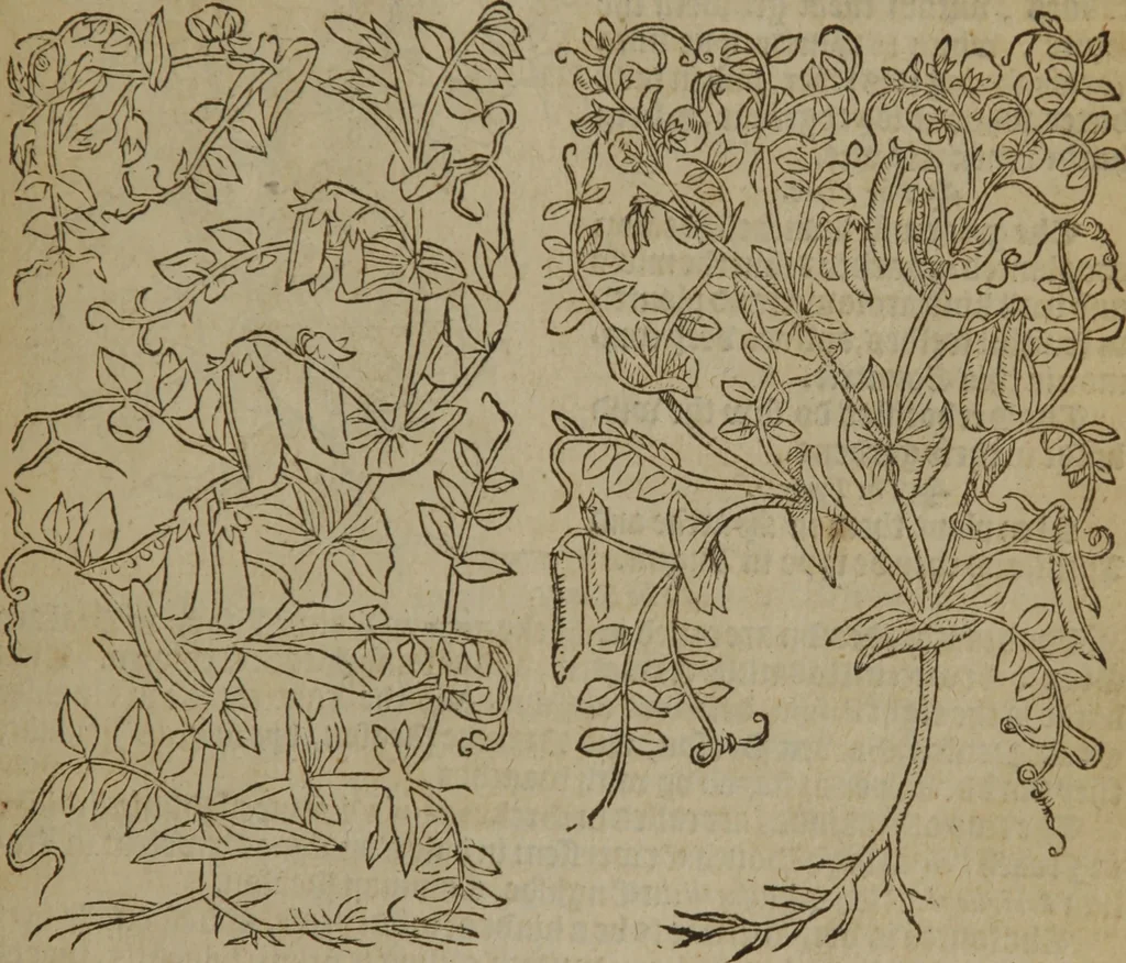 An illustration from A nievve herball, or Historie of plantes : wherein is contayned the whole discourse and perfect description of all sortes of herbes and plantes : their divers & sundry kindes ... and that not onely of those whiche are here growyng in this our countrie of Englande, but of all others also of forrayne realmes commonly used in physicke ; first set foorth in the Doutche or Almaigne tongue, 1578, leaf 502