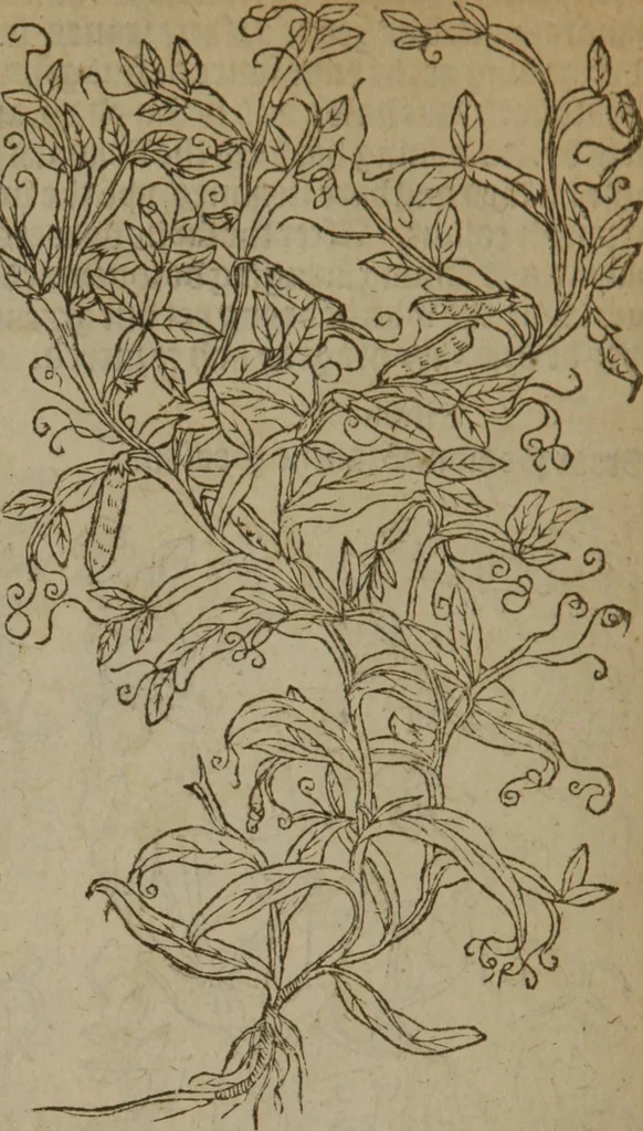 An illustration from A nievve herball, or Historie of plantes : wherein is contayned the whole discourse and perfect description of all sortes of herbes and plantes : their divers & sundry kindes ... and that not onely of those whiche are here growyng in this our countrie of Englande, but of all others also of forrayne realmes commonly used in physicke ; first set foorth in the Doutche or Almaigne tongue, 1578, leaf 503