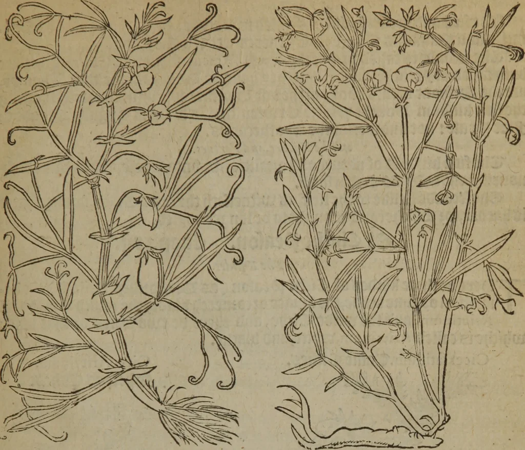 An illustration from A nievve herball, or Historie of plantes : wherein is contayned the whole discourse and perfect description of all sortes of herbes and plantes : their divers & sundry kindes ... and that not onely of those whiche are here growyng in this our countrie of Englande, but of all others also of forrayne realmes commonly used in physicke ; first set foorth in the Doutche or Almaigne tongue, 1578, leaf 504