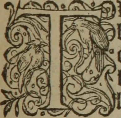 An illustration from A nievve herball, or Historie of plantes : wherein is contayned the whole discourse and perfect description of all sortes of herbes and plantes : their divers & sundry kindes ... and that not onely of those whiche are here growyng in this our countrie of Englande, but of all others also of forrayne realmes commonly used in physicke ; first set foorth in the Doutche or Almaigne tongue, 1578, leaf 504