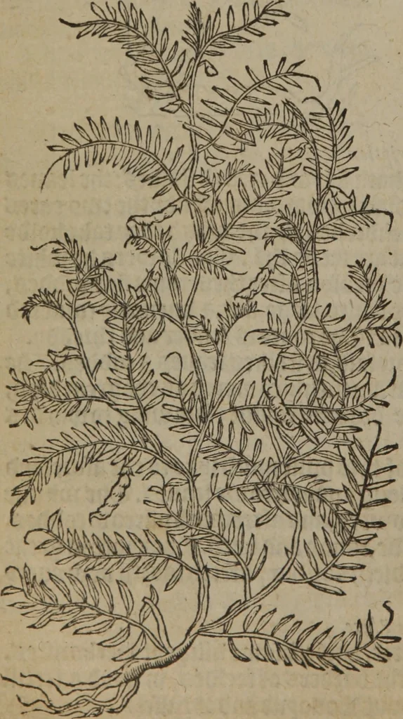 An illustration from A nievve herball, or Historie of plantes : wherein is contayned the whole discourse and perfect description of all sortes of herbes and plantes : their divers & sundry kindes ... and that not onely of those whiche are here growyng in this our countrie of Englande, but of all others also of forrayne realmes commonly used in physicke ; first set foorth in the Doutche or Almaigne tongue, 1578, leaf 505