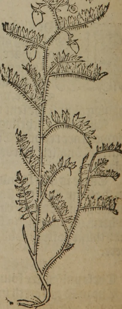 An illustration from A nievve herball, or Historie of plantes : wherein is contayned the whole discourse and perfect description of all sortes of herbes and plantes : their divers & sundry kindes ... and that not onely of those whiche are here growyng in this our countrie of Englande, but of all others also of forrayne realmes commonly used in physicke ; first set foorth in the Doutche or Almaigne tongue, 1578, leaf 505